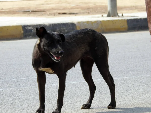 a female black street dog with dog fleas and ticks on its body