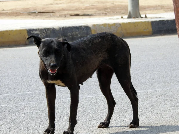 a female black street dog with dog fleas and ticks on its body