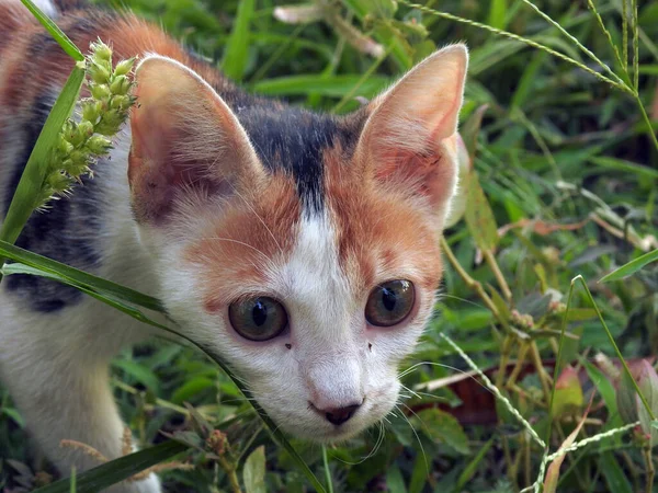 Eine Ägyptische Streunerkatze Ein Porträt Eines Hübschen Kätzchens — Stockfoto