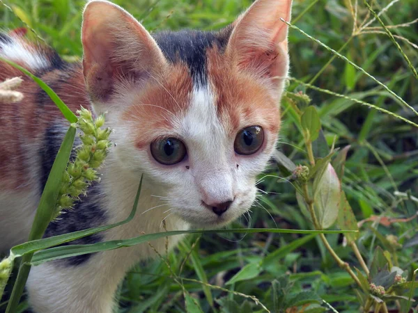 Egípcio Rua Perdida Pequeno Gato Jovem Retrato Lindo Gatinho — Fotografia de Stock