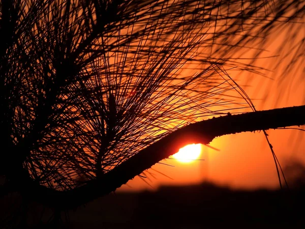 Pozadí Scény Západu Slunce Mezi Větvemi Stromů Palmami Krásná Scéna — Stock fotografie