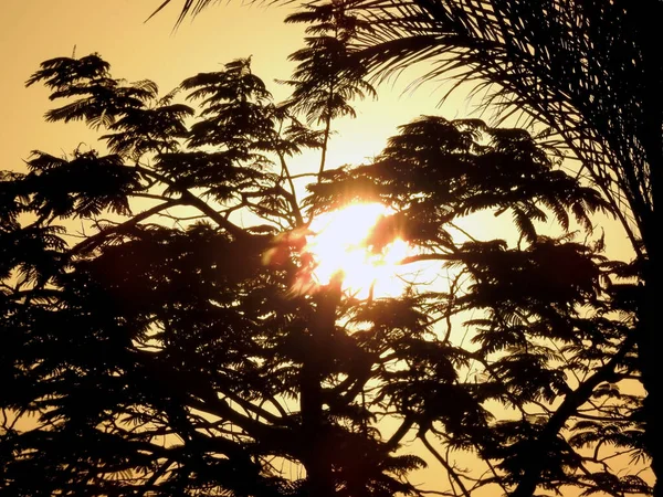 Gün Batımı Sahnesinin Arka Planı Ağaç Dalları Palmiye Ağaçları Arasında — Stok fotoğraf