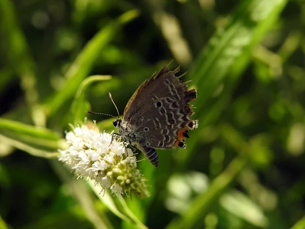 Une Vue Rapprochée Pour Papillon Sur Une Plante Macro Papillon — Photo