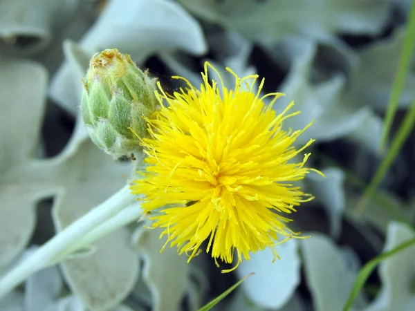 一幅美丽的黄花的近景 — 图库照片