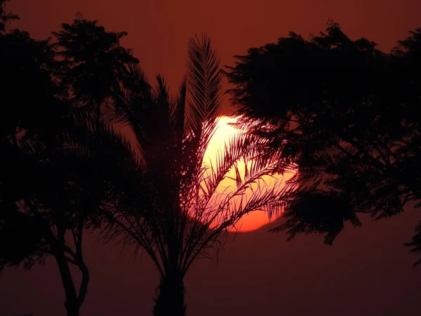 Fond Scène Coucher Soleil Travers Les Branches Arbres Palmiers Une — Photo