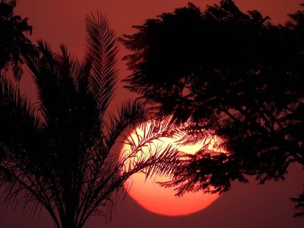 Pozadí Scény Západu Slunce Mezi Větvemi Stromů Palmami Krásná Scéna — Stock fotografie