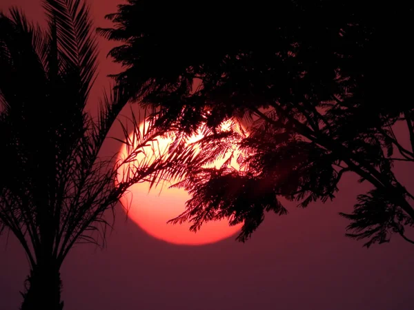 Fond Scène Coucher Soleil Travers Les Branches Arbres Palmiers Une — Photo