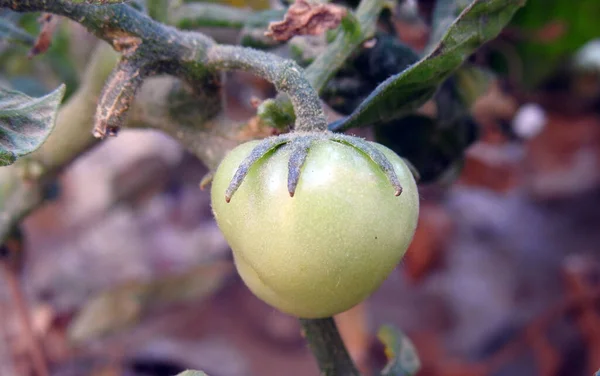 Tanaman Tomat Hijau Tumbuh — Stok Foto