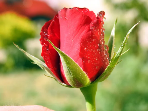 Beautiful Red Rose Dew Closeup View Red Flower Water Drops — Stock Photo, Image