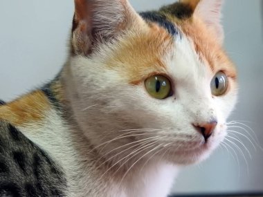 Bir sokak kedisi portresi, Mısırlı sevimli bir sokak kedisi.