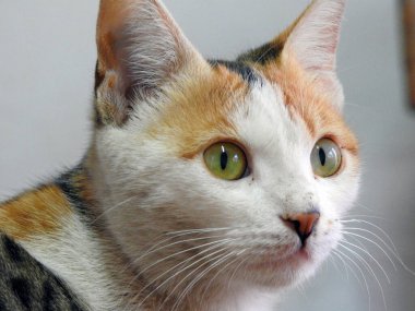 Bir sokak kedisi portresi, Mısırlı sevimli bir sokak kedisi.