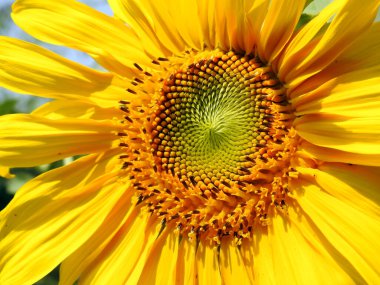 Büyüyen bir ayçiçeği olan Helianthus Annuus için yakın plan görüntüsü her yıl papatya benzeri bir çiçek yüzü ve ayçiçeği diski olan bir bitkidir.