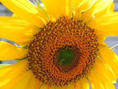 Büyüyen bir ayçiçeği olan Helianthus Annuus için yakın plan görüntüsü her yıl papatya benzeri bir çiçek yüzü ve ayçiçeği diski olan bir bitkidir.