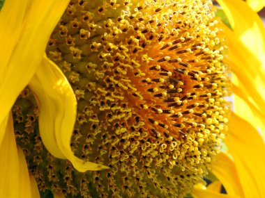 Büyüyen bir ayçiçeği olan Helianthus Annuus için yakın plan görüntüsü her yıl papatya benzeri bir çiçek yüzü ve ayçiçeği diski olan bir bitkidir.