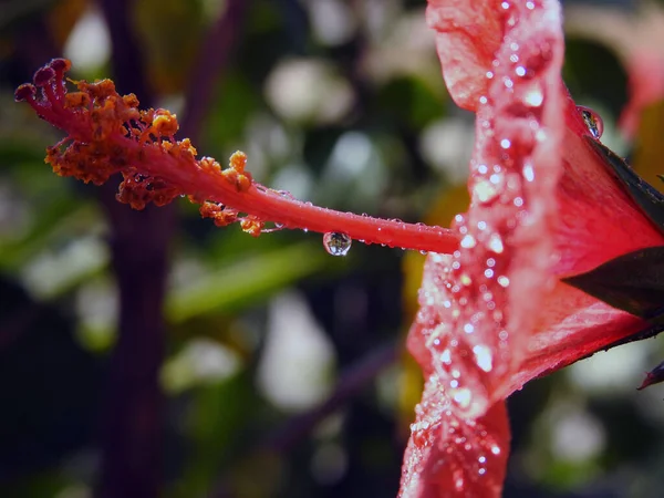 红色芙蓉花 水滴红花 露滴在上面 是一朵美丽的红花 — 图库照片