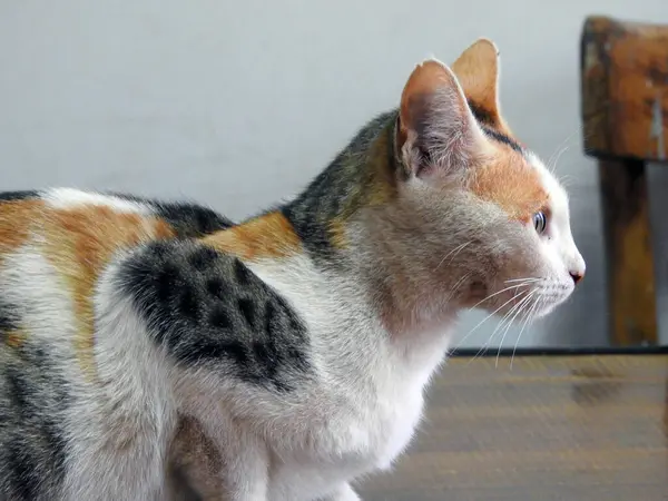 Retrato Gato Callejero Precioso Gato Callejero Egipcio — Foto de Stock