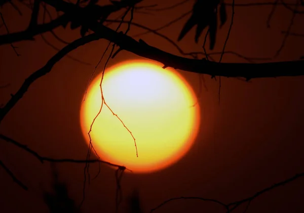 Ein Hintergrund Von Sonnenuntergang Szene Durch Äste Und Palmen Eine — Stockfoto