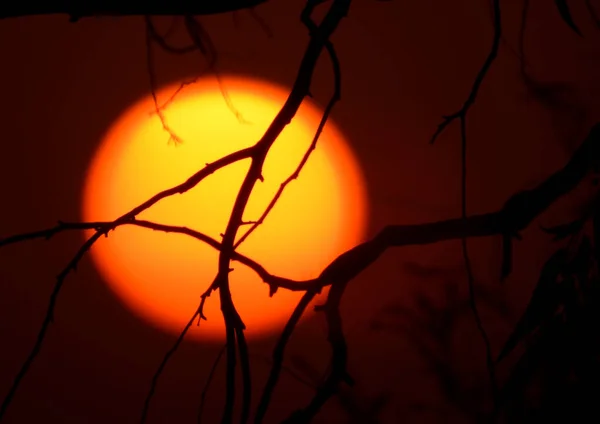 Ein Hintergrund Von Sonnenuntergang Szene Durch Äste Und Palmen Eine — Stockfoto