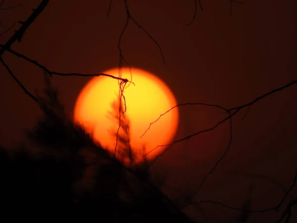 Fundo Cena Pôr Sol Através Galhos Árvores Palmeiras Uma Bela — Fotografia de Stock