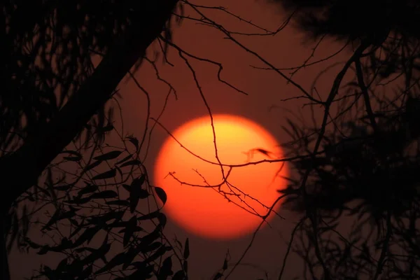 Ein Hintergrund Von Sonnenuntergang Szene Durch Äste Und Palmen Eine — Stockfoto