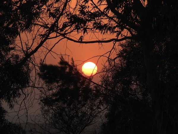 Ein Hintergrund Von Sonnenuntergang Szene Durch Äste Und Palmen Eine — Stockfoto