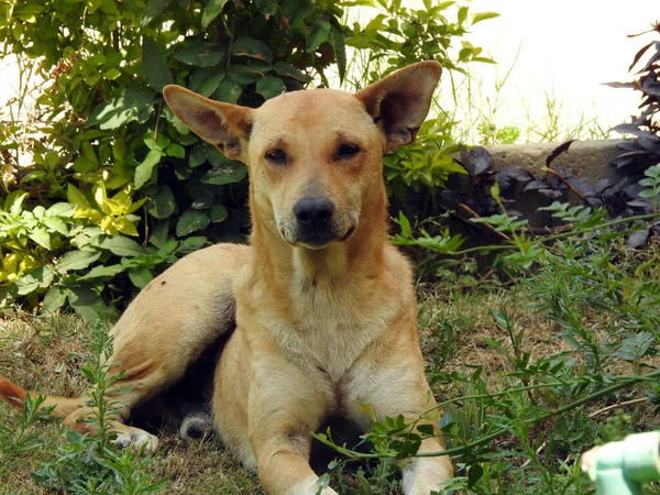 Cane Strada Egiziano Cane Randagio — Foto Stock