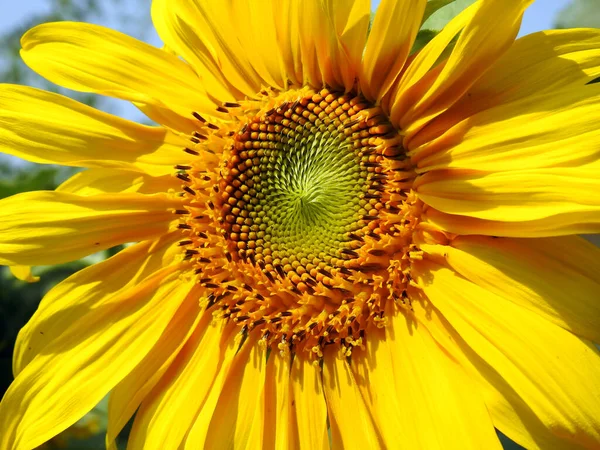 Крупный План Растущего Обыкновенного Подсолнечника Helianthus Annuus Подсолнечник Однолетнее Растение — стоковое фото