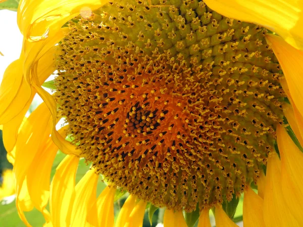 Вид Крупным Планом Растущий Подсолнух Helianthus Annuus — стоковое фото