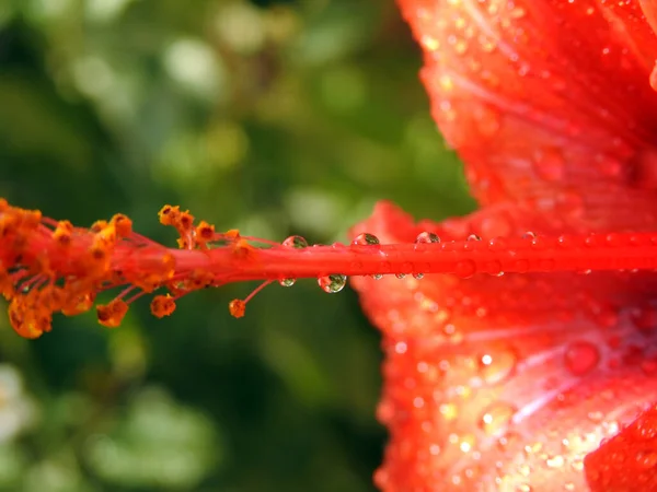 Red Hibiscus Flower Water Drops Red Flower Dew Drops Beautiful Royalty Free Stock Photos