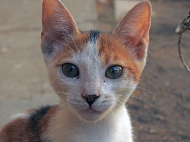 Bir sokak kedisi portresi, Mısırlı sevimli bir sokak kedisi.