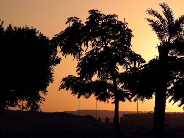 Gün batımı sahnesinin arka planı ağaç dalları ve palmiye ağaçları arasında, güzel bir günbatımı sahnesi, gün batımı saatinde dalların silueti