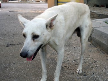 Bir Mısırlı sokak köpeği, bir sokak köpeği