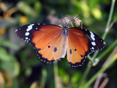 Bir kelebeğin yakın plan görüntüsü, Danaus chrysippus kelebeği, sade kaplan, Afrika kraliçesi ya da Afrika kralı olarak da bilinir, bir bitki tüketir, fırça ayaklı kelebek familyası Nymphalidae 'nin Danainae alt ailesine aittir.