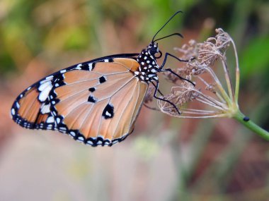 Bir kelebeğin yakın plan görüntüsü, Danaus chrysippus kelebeği, sade kaplan, Afrika kraliçesi ya da Afrika kralı olarak da bilinir, bir bitki tüketir, fırça ayaklı kelebek familyası Nymphalidae 'nin Danainae alt ailesine aittir.