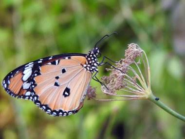 Bir kelebeğin yakın plan görüntüsü, Danaus chrysippus kelebeği, sade kaplan, Afrika kraliçesi ya da Afrika kralı olarak da bilinir, bir bitki tüketir, fırça ayaklı kelebek familyası Nymphalidae 'nin Danainae alt ailesine aittir.