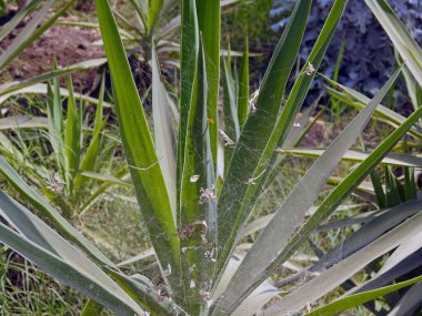 Yeşil bir bitkinin içinde bulunan örümcek ağı. Yaprakları ve ağda hapsolmuş şeyler.          