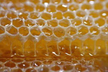 Kraliçe arının yumurtalarını saklayan ve işçi arıların kovanlarına getirdikleri polen ve balı saklayan ballı altıgen bal peteği hücreleri bal, larva ve polen depolamak için inşa edilmiş prizmatik balmumu hücreleri.