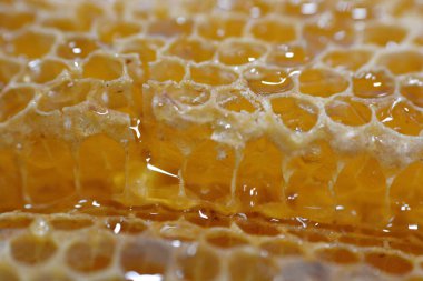 Kraliçe arının yumurtalarını saklayan ve işçi arıların kovanlarına getirdikleri polen ve balı saklayan ballı altıgen bal peteği hücreleri bal, larva ve polen depolamak için inşa edilmiş prizmatik balmumu hücreleri.