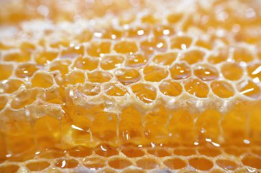 Kraliçe arının yumurtalarını saklayan ve işçi arıların kovanlarına getirdikleri polen ve balı saklayan ballı altıgen bal peteği hücreleri bal, larva ve polen depolamak için inşa edilmiş prizmatik balmumu hücreleri.