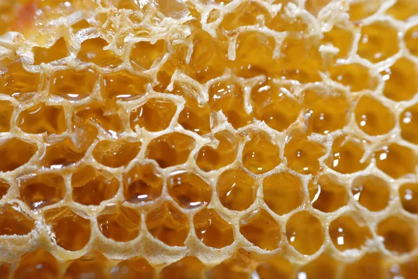 Kraliçe arının yumurtalarını saklayan ve işçi arıların kovanlarına getirdikleri polen ve balı saklayan ballı altıgen bal peteği hücreleri bal, larva ve polen depolamak için inşa edilmiş prizmatik balmumu hücreleri.