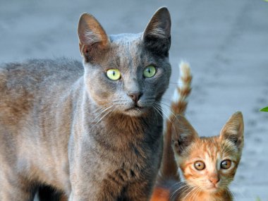 Mısırlı sokak kedileri ilginç bir şekilde bir şeye bakıyor, şaşırmış gri kedi ve bej kedi sokakta bir şeye bakıyor, seçici odak noktası 2 sevimli kedi portresi