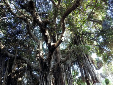 Yaşlı bir ağacın seçici odak noktası çoklu sallanan dalları ve gün ışığında birçok başka dalları ve eski kalın gövdesi ve mavi gökyüzü ağaç dallarının arasından görülebiliyordu.