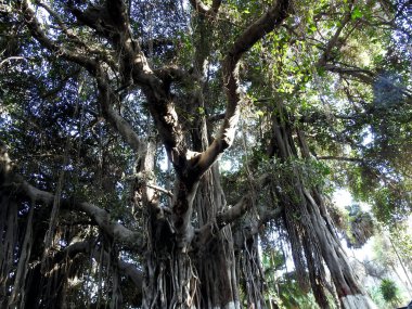 Yaşlı bir ağacın seçici odak noktası çoklu sallanan dalları ve gün ışığında birçok başka dalları ve eski kalın gövdesi ve mavi gökyüzü ağaç dallarının arasından görülebiliyordu.