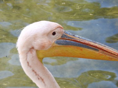 Büyük beyaz pelikan sığ bir gölde pembe ve doğu pelikanı olarak da bilinir, bilimsel adı Pelecanus onocrotalus 'tur, genellikle büyük sürüler oluşturur ve seçici bir odak noktası olan balıklarla beslenir.