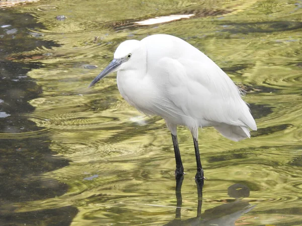 Der Silberreiher Ist Ein Kleiner Silberreiher Egretta Thula Egretta Garzett — Stockfoto