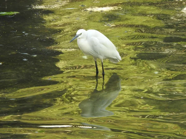 Der Silberreiher Ist Ein Kleiner Silberreiher Egretta Thula Egretta Garzett — Stockfoto