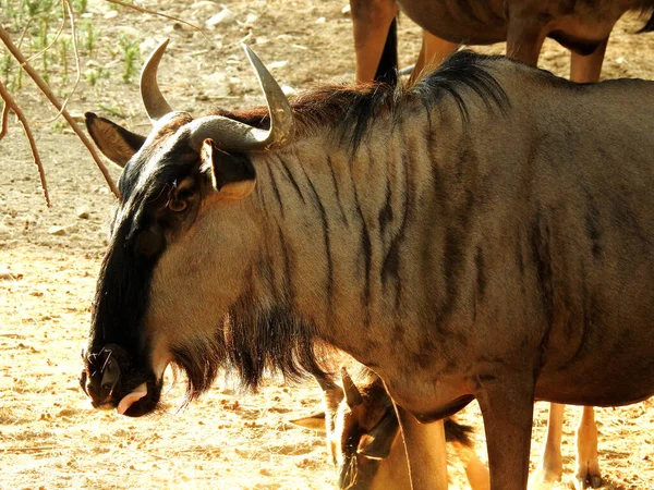 A portrait of a wildebeest animal, also called gnu that are antelopes of the genus Connochaetes and native to Eastern and Southern Africa. They belong to the family Bovidae, selective focus