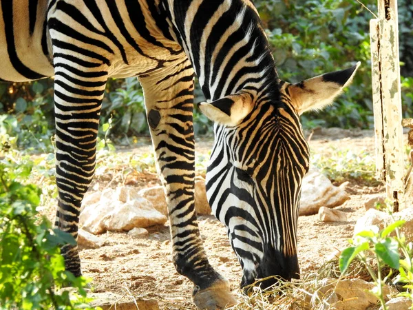 Animal Zebra Selvagem Comendo Uma Terra Grama Zebras São Equinos — Fotografia de Stock