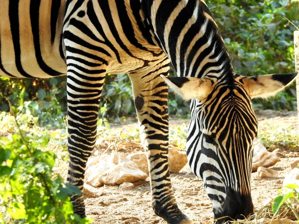 斑马是一种在草地上吃东西的野生斑马 是非洲的一种马 有着独特的黑白相间的条纹毛 有三种类型的青葱 平原和来自马科的山地斑马 — 图库照片