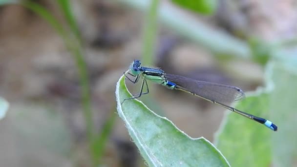 Closeup Footage Damselfly Insect Watermelon Green Leaf Damselflies Flying Insects — Wideo stockowe